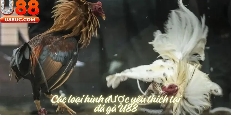 Các loại hình được yêu thích tại đá gà U88